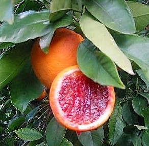 arancia