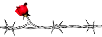 rosa con spine